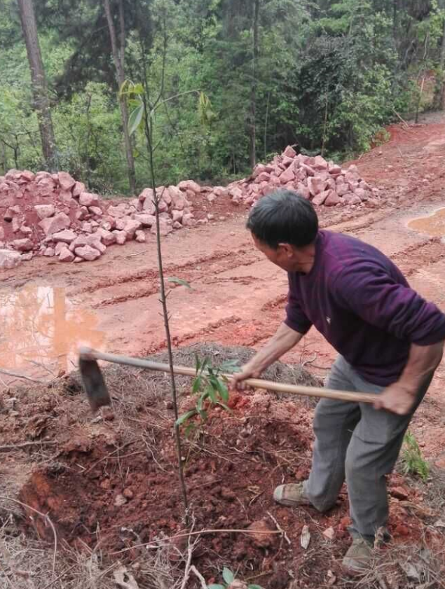 石城山工区施底肥，，，，，苗木修剪及栽植4.png